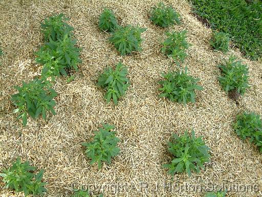 Mulch Annuals 